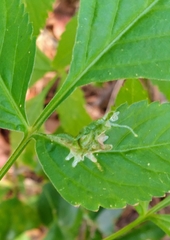 Calycomyza platyptera