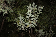 Juliflorae