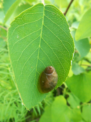 Succinea putris
