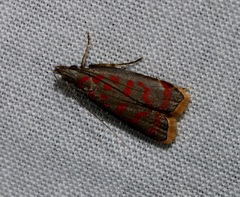 Dichomeris sandycitis