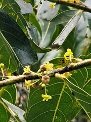 Glochidion ferdinandi