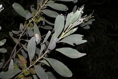 Juliflorae