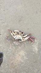 Paragrapsus gaimardii