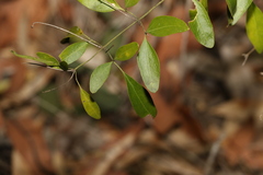 Jasminum didymum