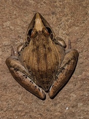 Ptychadena anchietae