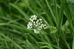 Fagopyrum esculentum