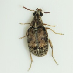 Algarobius prosopis