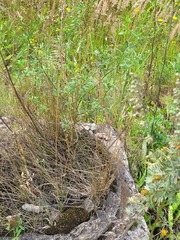 Festuca rubra