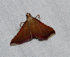 Endotricha olivacealis