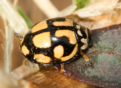 Declivitata bohemani