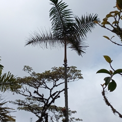 Arecoideae