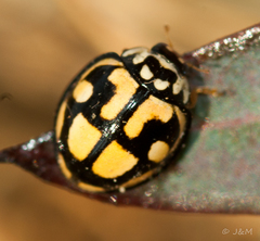 Declivitata bohemani