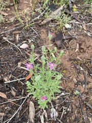 Vittadinia