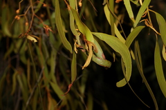 Amyema miquelii
