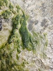 Chlorophyta