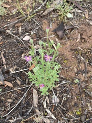 Vittadinia