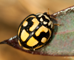 Declivitata bohemani