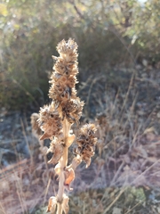 Stachys cretica