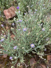 Vittadinia