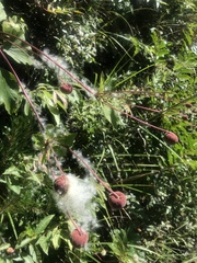 Eriocapitella vitifolia