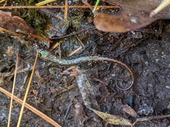 Desmognathus conanti