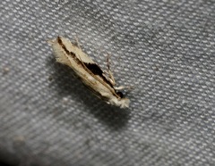 Erechthias atririvis