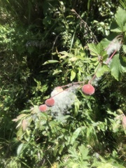 Eriocapitella vitifolia