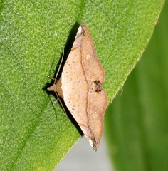 Eublemma abrupta