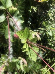 Eriocapitella vitifolia