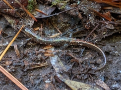 Desmognathus conanti