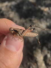Melanoplus rusticus