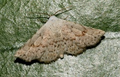 Eublemma rufiplaga