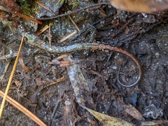 Desmognathus conanti