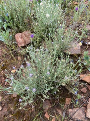 Vittadinia