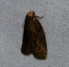 Eugoa bipunctata