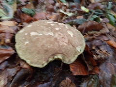 Xerocomellus chrysenteron