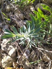 Euphorbia stepposa