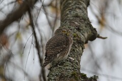 Glaucidium passerinum