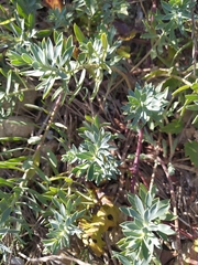 Euphorbia stepposa