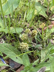 Ptilotus spathulatus