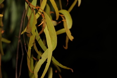 Amyema miquelii