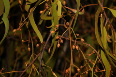 Amyema miquelii