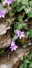 Campanula pallida