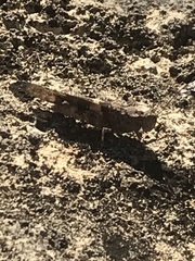 Trimerotropis saxatilis