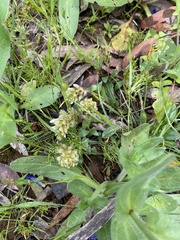 Ptilotus spathulatus