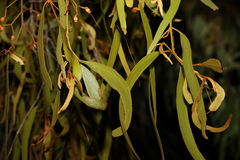Amyema miquelii