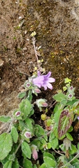 Campanula pallida
