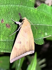 Artena dotata