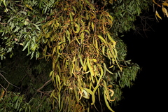 Amyema miquelii