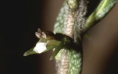 Cyclopogon cranichoides